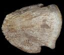 Hadrosaur Ungal (Claw) - Alberta (Disposition #-) #92798-1